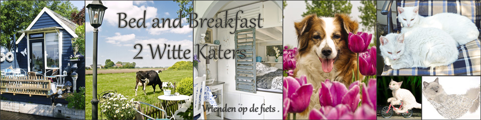 Bedandbreakfast 2 Witte Katers